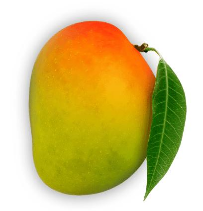 Alphonso Mango